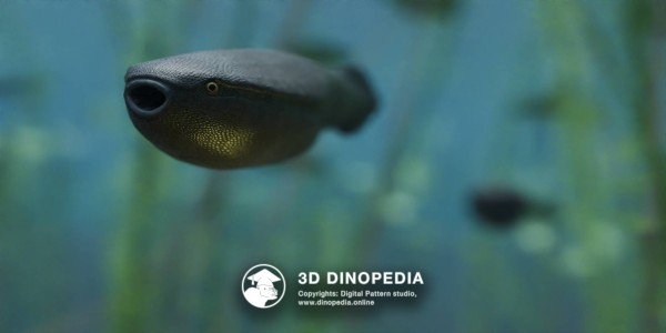 Ordovician period Arandaspis 3D Dinopedia