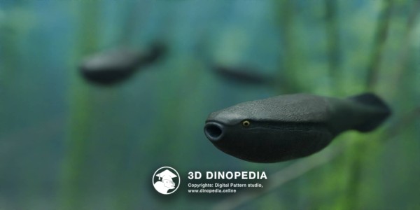 Ordovician period Arandaspis 3D Dinopedia