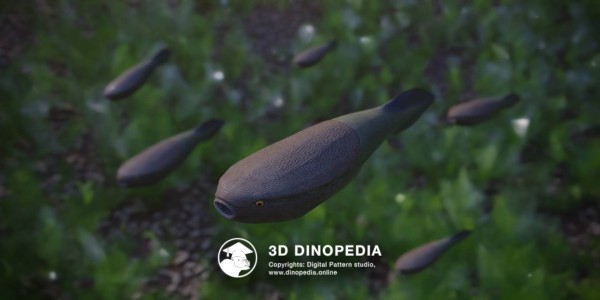 Ordovician period Arandaspis 3D Dinopedia