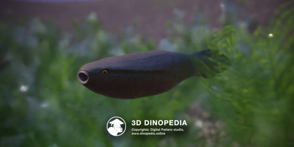 Ordovician period Arandaspis 3D Dinopedia
