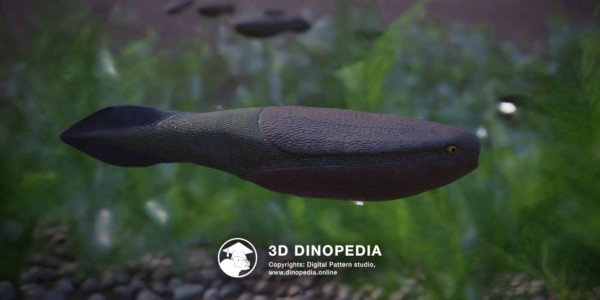 Ordovician period Arandaspis 3D Dinopedia