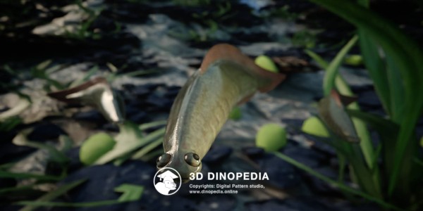 Cambrian period Haikouichthys 3D Dinopedia