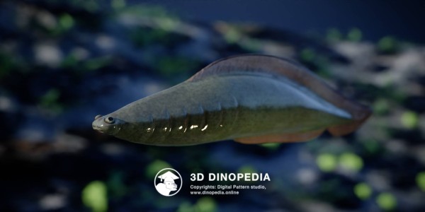 Cambrian period Haikouichthys 3D Dinopedia