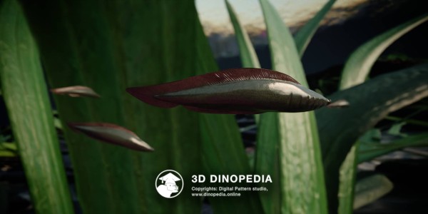 Cambrian period Haikouichthys 3D Dinopedia