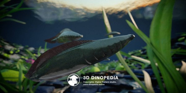 Cambrian period Haikouichthys 3D Dinopedia