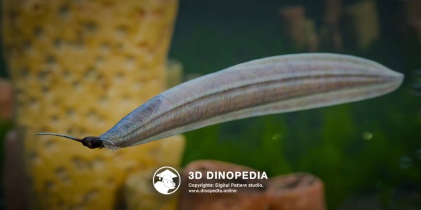 Cambrian period Pikaia 3D Dinopedia