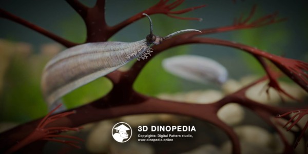 Cambrian period Pikaia 3D Dinopedia