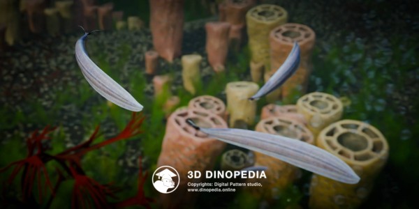 Cambrian period Pikaia 3D Dinopedia