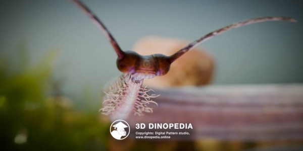 Cambrian period Pikaia 3D Dinopedia