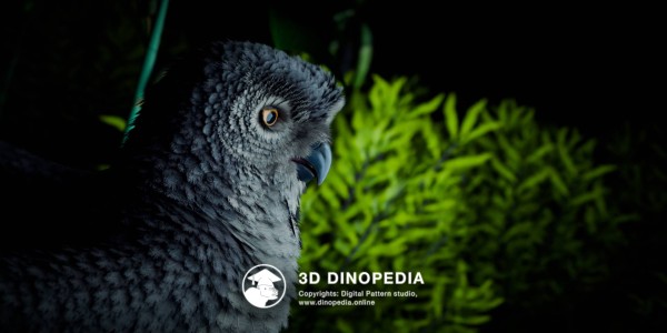 Quaternary period Ornimegalonyx 3D Dinopedia