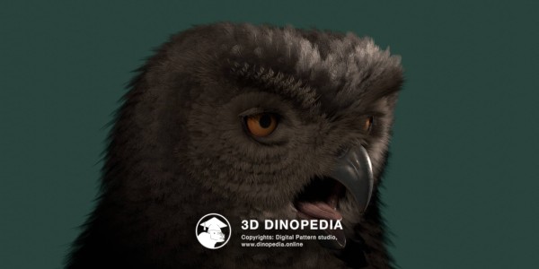 Quaternary period Ornimegalonyx 3D Dinopedia