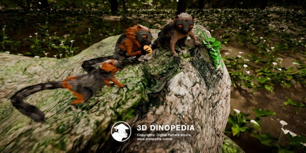Paleogene period Darwinius 3D Dinopedia