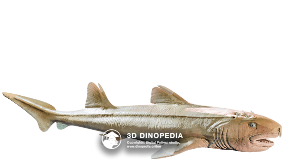 Hybodus | Jurassic period | 3D Dinopedia