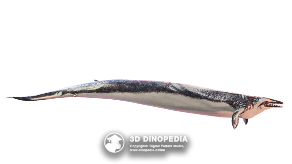 Basilosaurus 3D Dinopedia