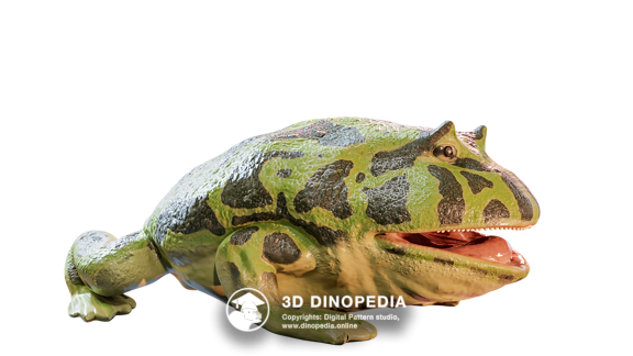 Beelzebufo ampinga 3D Dinopedia