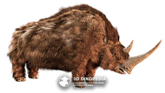 Neogene period Coelodonta | 3D Dinopedia