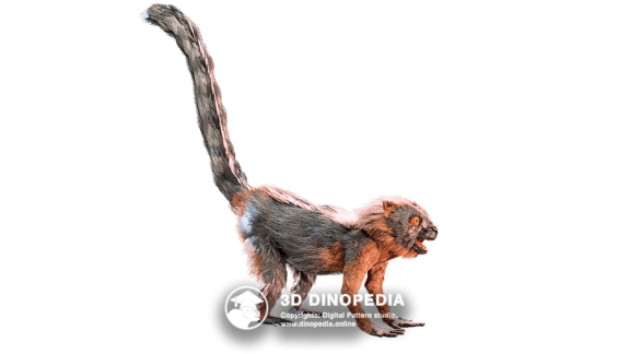 Paleogene period Darwinius | 3D Dinopedia