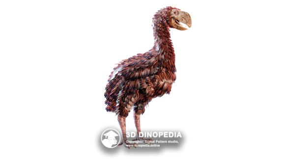 Cambrian period Haikouichthys 3D Dinopedia