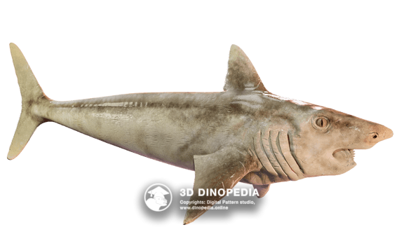 Helicoprion 3D Dinopedia