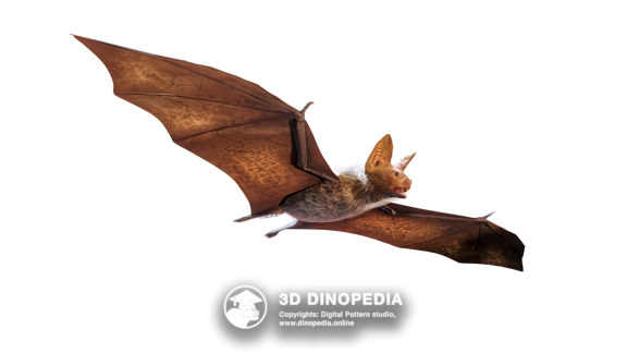 Paleogene period Icaronycteris 3D Dinopedia