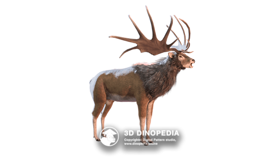 Quaternary period Megaloceros | 3D Dinopedia