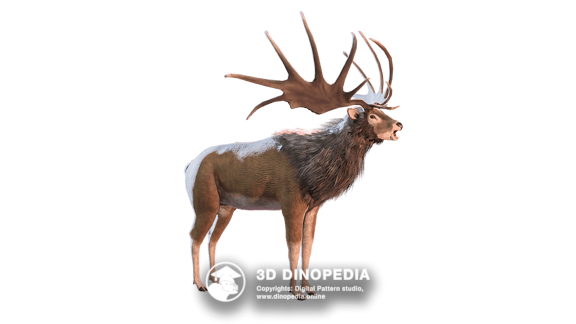 Большерогий олень 3D Dinopedia