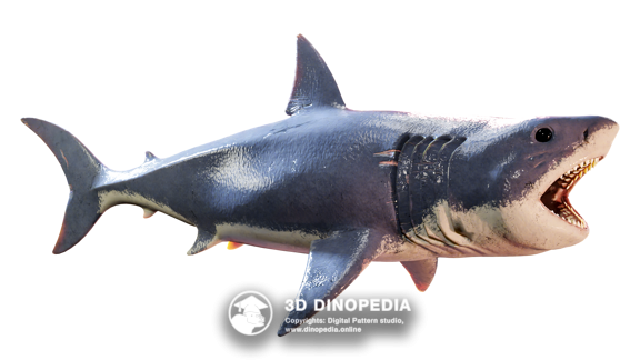 Megalodon 3D Dinopedia