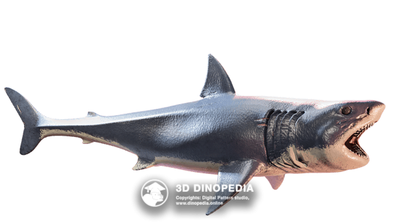 Neogene period Megalodon | 3D Dinopedia