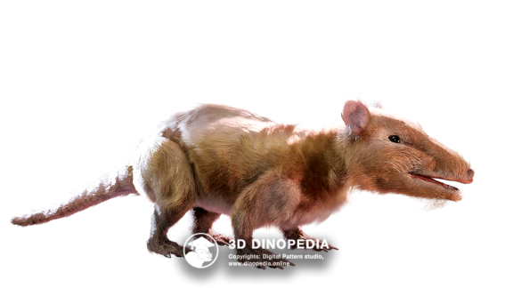 Jurassic period Megazostrodon | 3D Dinopedia