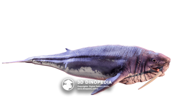 Odobenocetops | Neogene period | 3D Dinopedia