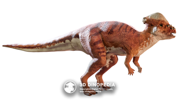 Pachycephalosaurus 3D Dinopedia