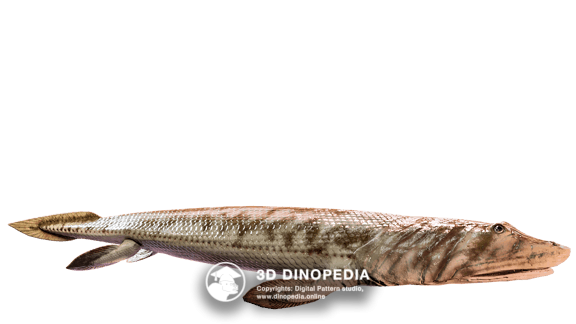 Panderichthys 3D Dinopedia