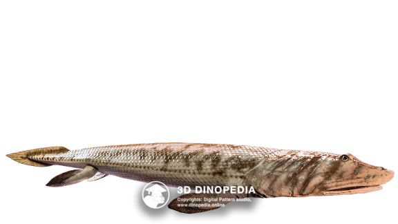 Девонский период Пандерихтис | 3D Dinopedia