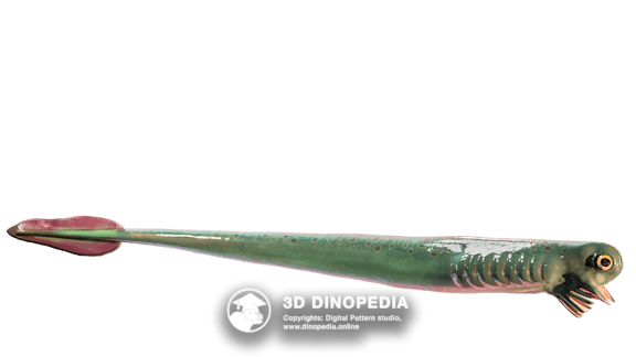 Ordovician period Promissum | 3D Dinopedia