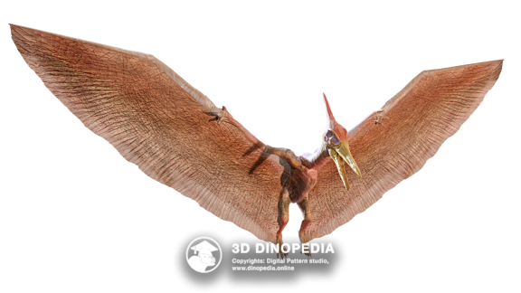 Птеранодон 3D Dinopedia