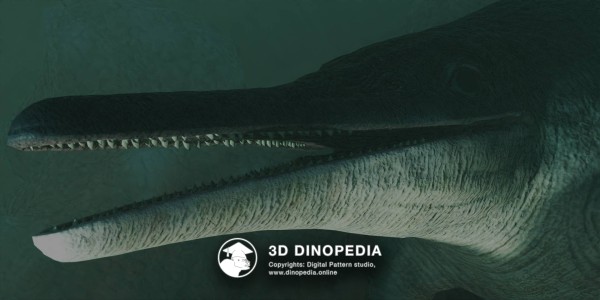 Triassic period Shonisaurus 3D Dinopedia