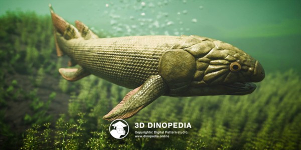 Devonian period Dipterus 3D Dinopedia
