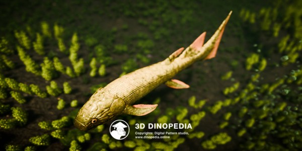 Devonian period Dipterus 3D Dinopedia