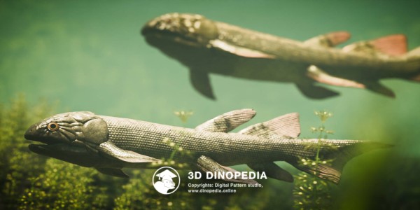 Devonian period Dipterus 3D Dinopedia