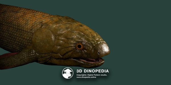 Devonian period Dipterus 3D Dinopedia