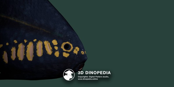 Devonian period Furcacauda 3D Dinopedia