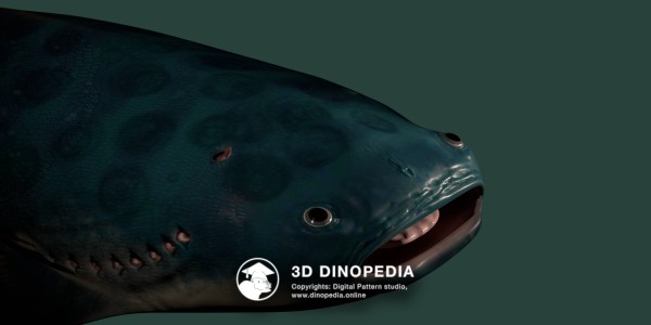 Silurian period Thelodus 3D Dinopedia