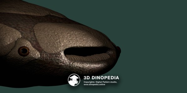 Devonian period Psammolepis 3D Dinopedia
