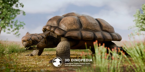 Neogene period Meiolania 3D Dinopedia