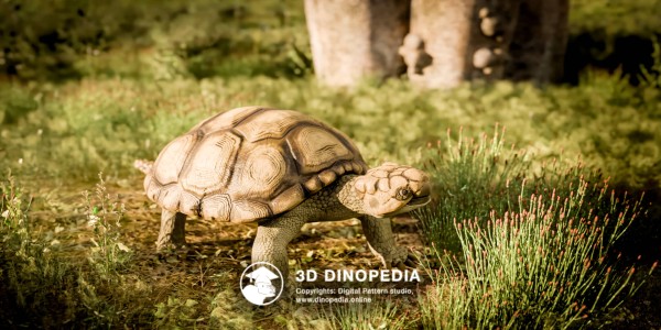 Neogene period Meiolania 3D Dinopedia