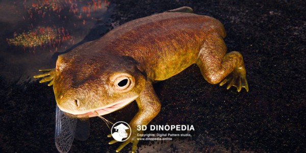 Triassic period Triadobatrachus 3D Dinopedia