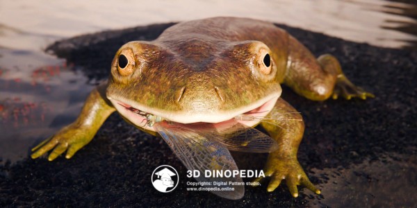 Triassic period Triadobatrachus 3D Dinopedia