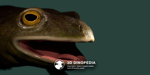 Triassic period Triadobatrachus 3D Dinopedia