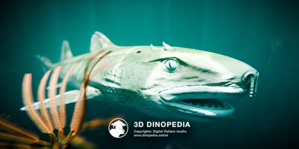 Jurassic period Hybodus 3D Dinopedia