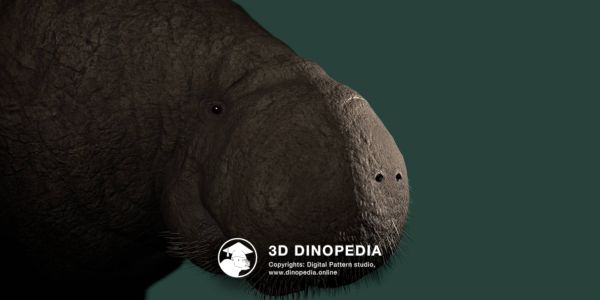 Quaternary period Hydrodamalis gigas 3D Dinopedia